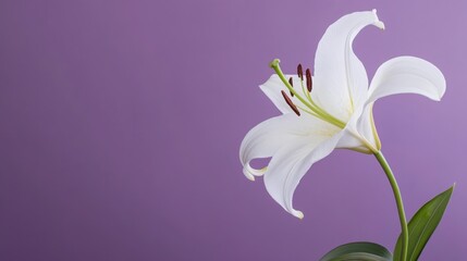 Aufkleber - A fresh white lily on a serene purple backdrop, close-up shot, Minimalist style
