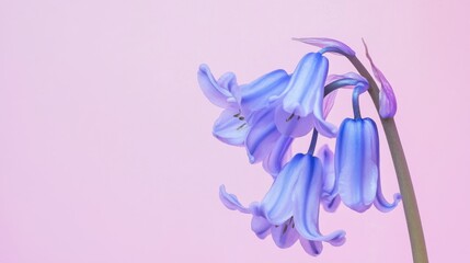 Poster - A gentle bluebell against a pale pink background, close-up shot, Minimalist style
