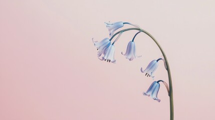 Poster - A gentle bluebell against a pale pink background, close-up shot, Minimalist style