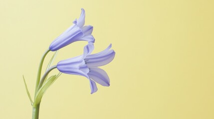 Poster - A gentle bluebell against a pale yellow background, close-up shot, Minimalist style