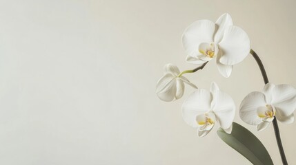 Aufkleber - A graceful white orchid on a pale ivory background, close-up shot, Minimalist style