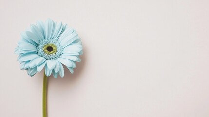 Aufkleber - A lone pastel blue gerbera daisy isolated against a soft ivory background, close-up shot, Minimalist style