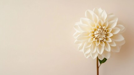 Poster - A lone pastel olive dahlia isolated against a soft cream background, close-up shot, Minimalist style