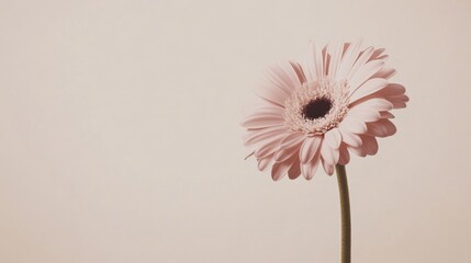 Poster - A lone soft blush gerbera daisy isolated against a muted cream background, close-up shot, Minimalist style