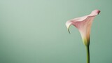 A lone soft pink calla lily isolated against a muted sage green background, close-up shot, Minimalist style