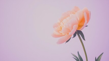 Fototapete - A lone soft peach peony isolated against a muted lavender background, close-up shot, Minimalist style