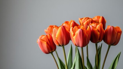 Poster - A minimalist composition of vibrant orange tulips against a soft gray backdrop, close-up shot, Modern style