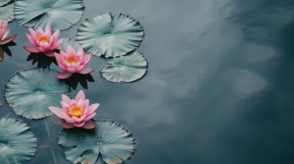 Poster - A serene composition of pink lotus flowers floating on a tranquil pond, top-down shot, Zen style