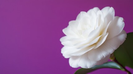 Poster - A serene white camellia against a rich purple background, close-up shot, Minimalist style