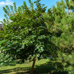 Wall Mural - Beautiful young mulberry tree with lush foliage. Morus Platanifolia Fruitless tree grows in Tchaikovsky Square in Novorossiysk