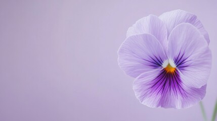 Aufkleber - A single delicate purple pansy against a muted lavender background, artistic close-up shot, Minimalist style