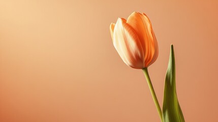 Aufkleber - A single elegant tulip set against a warm caramel backdrop, close-up shot, Minimalist style