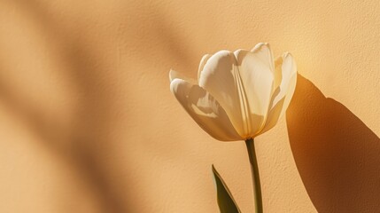 Aufkleber - A single elegant tulip set against a warm caramel backdrop, close-up shot, Minimalist style