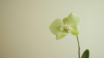 Fototapete - A single pastel green orchid against a light taupe background, close-up shot, Minimalist style