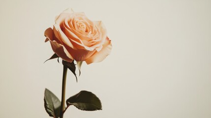 Aufkleber - A single soft apricot rose against a light ivory background, close-up shot, Minimalist style
