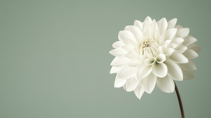 Aufkleber - A single soft ivory dahlia against a muted sage background, close-up shot, Minimalist style