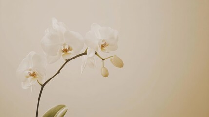 Aufkleber - A single soft ivory orchid against a light taupe background, close-up shot, Minimalist style