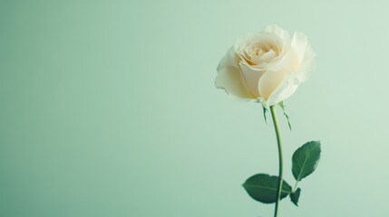 Aufkleber - A single soft ivory rose against a light mint green background, close-up shot, Minimalist style