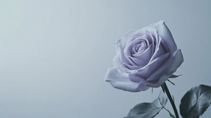 Poster - A single soft lavender rose against a light grey background, close-up shot, Minimalist style