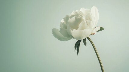 Poster - A single soft mint green peony against a muted taupe background, close-up shot, Minimalist style