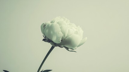 Poster - A single soft mint green peony against a muted taupe background, close-up shot, Minimalist style