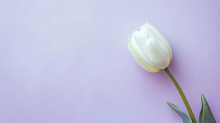 Aufkleber - A single soft mint green tulip against a light lavender background, close-up shot, Minimalist style