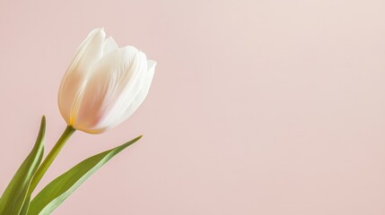 Aufkleber - A single soft mint tulip against a light blush background, close-up shot, Minimalist style