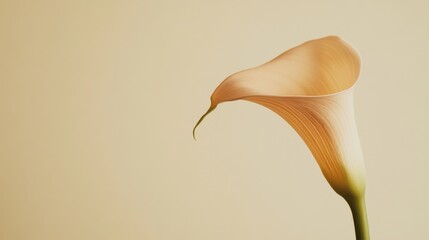 Poster - A single soft peach calla lily against a muted olive background, close-up shot, Minimalist style
