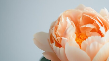 Poster - A single soft peach peony against a light grey background, close-up shot, Minimalist style