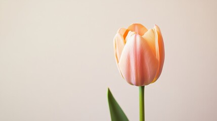 Aufkleber - A single soft peach tulip against a light taupe background, close-up shot, Minimalist style