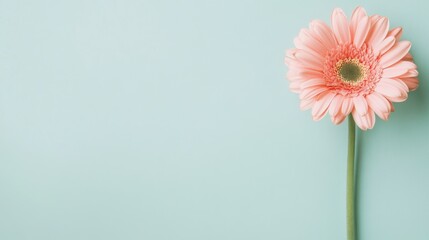 Aufkleber - A single soft rose gerbera daisy against a light mint background, close-up shot, Minimalist style