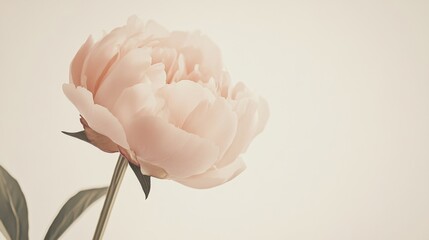 Aufkleber - A single soft rose gold peony against a muted ivory background, close-up shot, Minimalist style