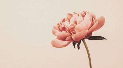 Poster - A single soft rose gold peony against a muted ivory background, close-up shot, Minimalist style
