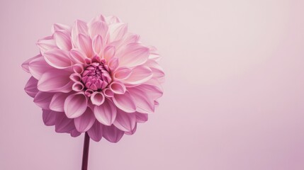 Poster - A single soft rose pink dahlia against a muted lavender background, close-up shot, Minimalist style