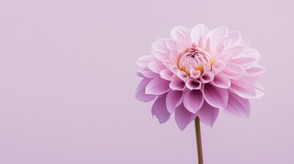 Poster - A single soft rose pink dahlia against a muted lavender background, close-up shot, Minimalist style