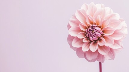 Poster - A single soft rose pink dahlia against a muted lavender background, close-up shot, Minimalist style