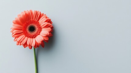 Poster - A single vibrant coral gerbera daisy against a light grey background, close-up shot, Minimalist style