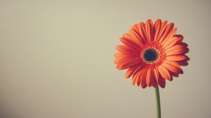 Poster - A single vibrant coral gerbera daisy against a light taupe background, close-up shot, Minimalist style