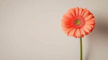 Poster - A single vibrant coral gerbera daisy against a light taupe background, close-up shot, Minimalist style