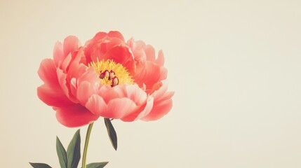 Fototapete - A single vibrant coral peony against a soft cream background, close-up shot, Minimalist style