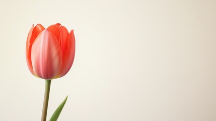 Aufkleber - A single vibrant coral tulip against a light beige background, close-up shot, Minimalist style