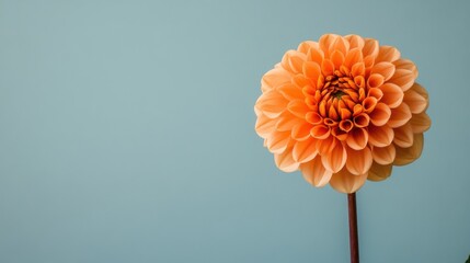 Poster - A single vibrant orange dahlia against a muted sage background, close-up shot, Minimalist style