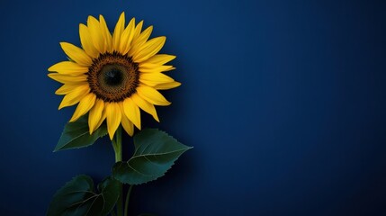 Poster - A single vibrant sunflower against a deep blue backdrop, close-up shot, Minimalist style