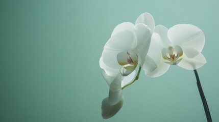Poster - A single white orchid against a serene green background, close-up shot, Minimalist style