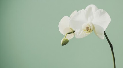 Poster - A single white orchid against a serene green background, close-up shot, Minimalist style