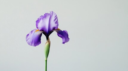 Poster - A solitary purple iris against a soft gray backdrop, close-up shot, Minimalist style