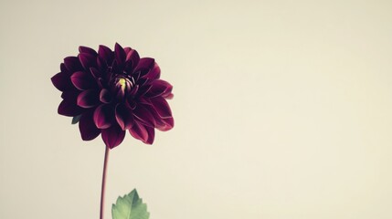 Poster - A solitary rich burgundy dahlia against a muted lavender background, close-up shot, Minimalist style