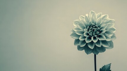 Poster - A solitary rich emerald dahlia against a muted taupe background, close-up shot, Minimalist style