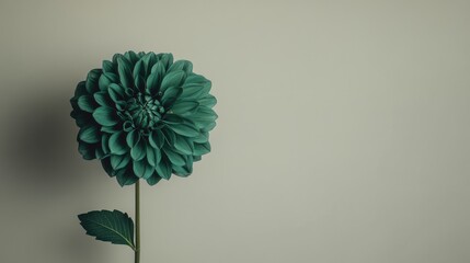Poster - A solitary rich emerald dahlia against a muted taupe background, close-up shot, Minimalist style