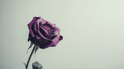 Poster - A solitary rich plum rose against a light grey background, close-up shot, Minimalist style